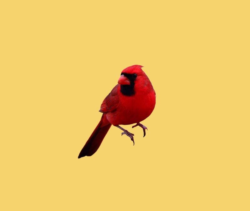 Cardinal Spirit Animal