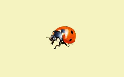 Ladybug Spirit Animal